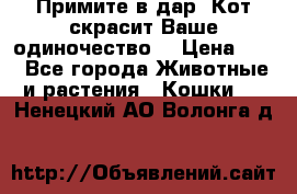 Примите в дар. Кот скрасит Ваше одиночество. › Цена ­ 0 - Все города Животные и растения » Кошки   . Ненецкий АО,Волонга д.